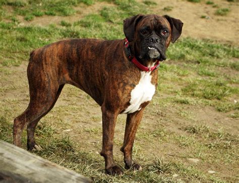 boxer personality temperament