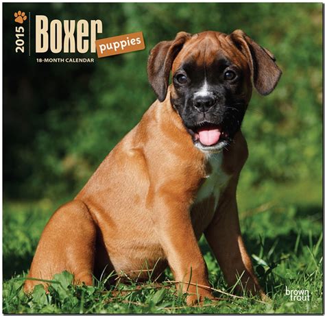 boxers 2015 square 12x12 multilingual edition Reader