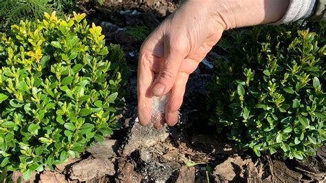 boxwood shrub fertilizer