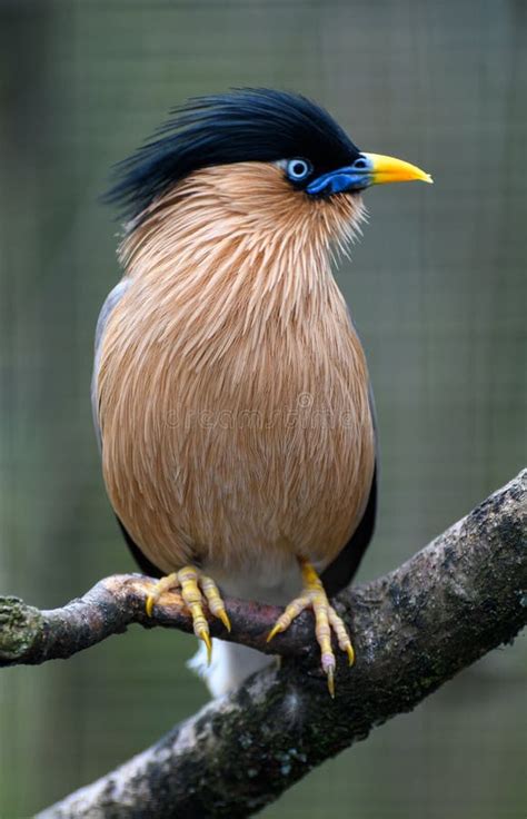 brahminy myna