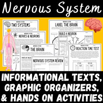 brain anatomy graphic organizers Epub