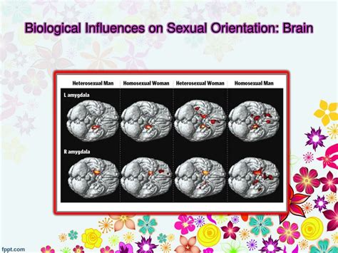 brain development and sexual orientation brain development and sexual orientation Reader