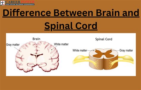 brain-vs-spinal-cord-by-field-and-cappaert-answers Ebook PDF