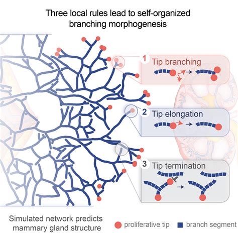 branching morphogenesis branching morphogenesis Epub