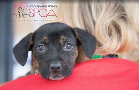 brandywine valley spca west chester