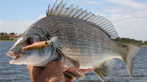 bream fishing