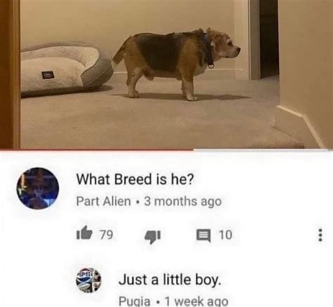 breed meme