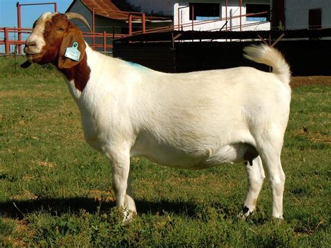 breeding boer goats for sale