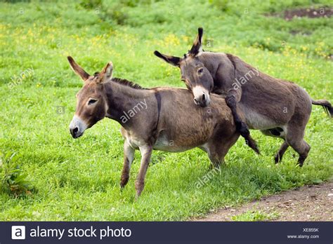 breeding donkeys