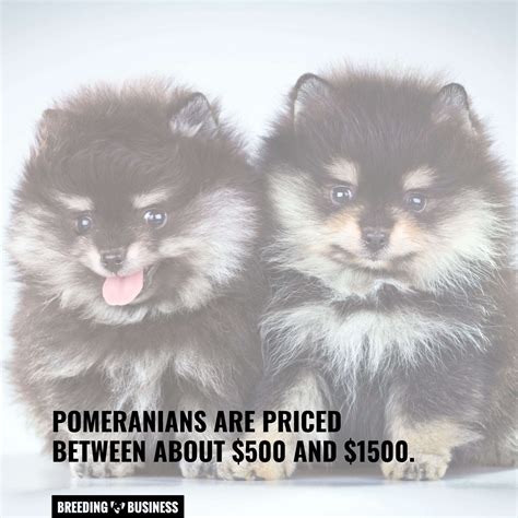 breeding pomeranians