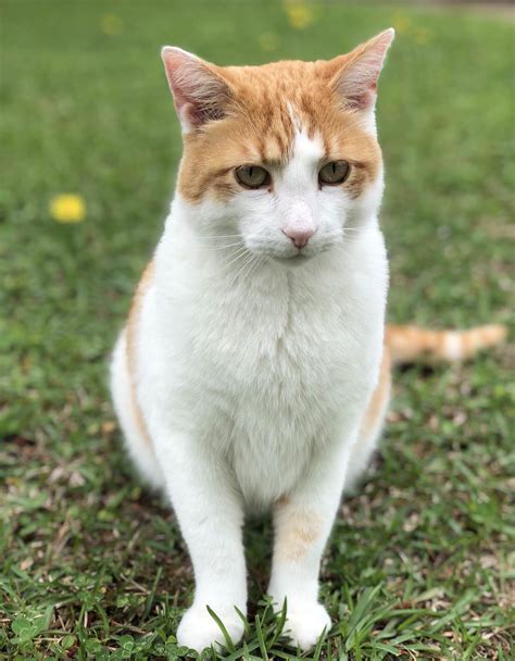 breeds of cats orange and white