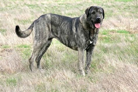 brindle Anatolian Shepherd