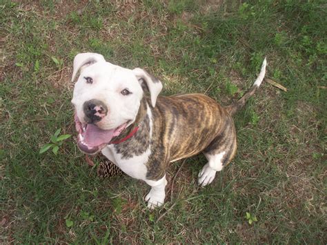 brindle american bulldog