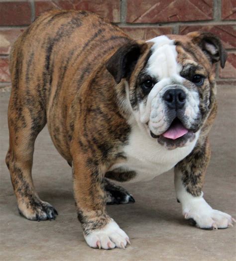 brindle british bulldog