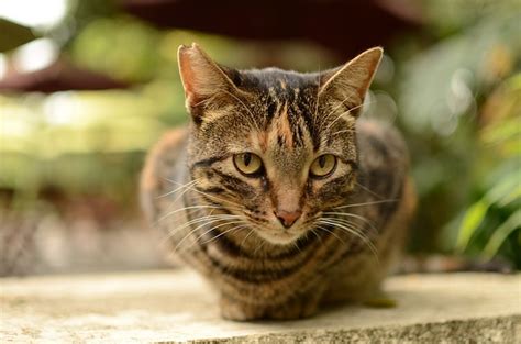 brindle cat