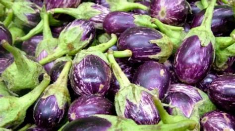 brinjal