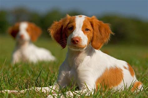 britney spaniel