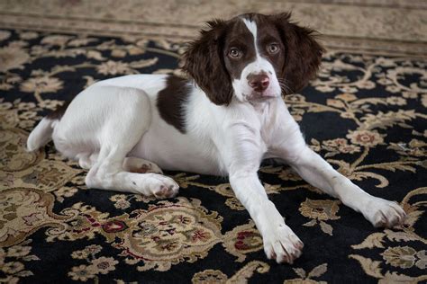 brittany dog colors