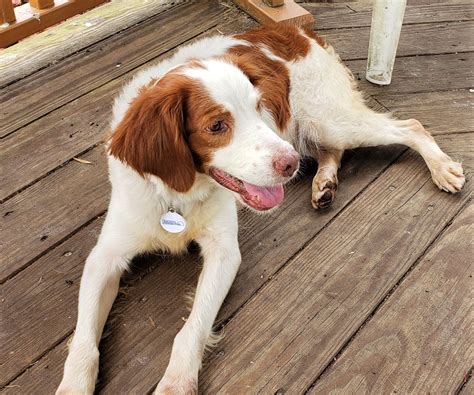 brittany dog rescue