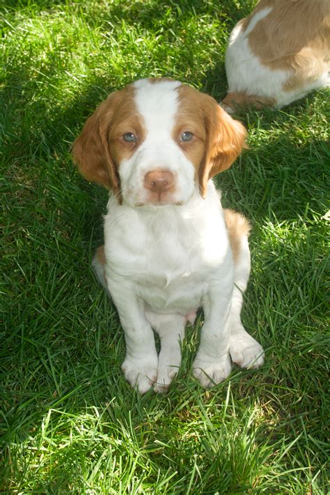 brittany puppies