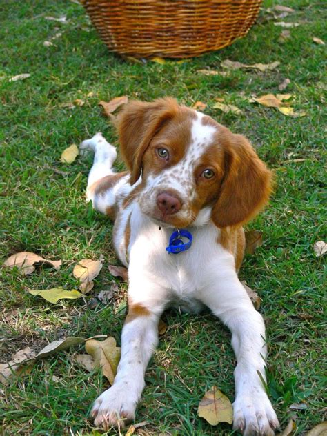 brittney spaniel