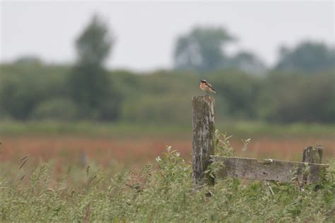 broedvogels van de olde maten in 1992 Reader