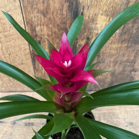 bromeliads for home garden and greenhouse Kindle Editon