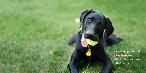 brookline labrador retriever rescue