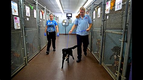 broward county animal services