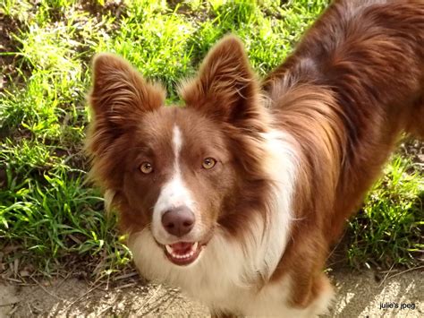 brown and white border collie