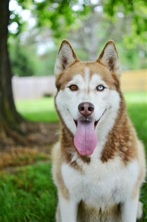 brown and white siberian husky