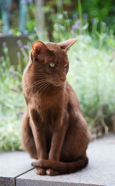 brown cat'