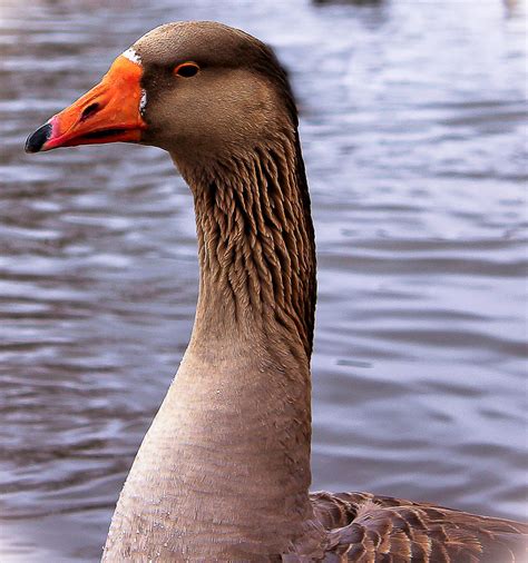 brown goose