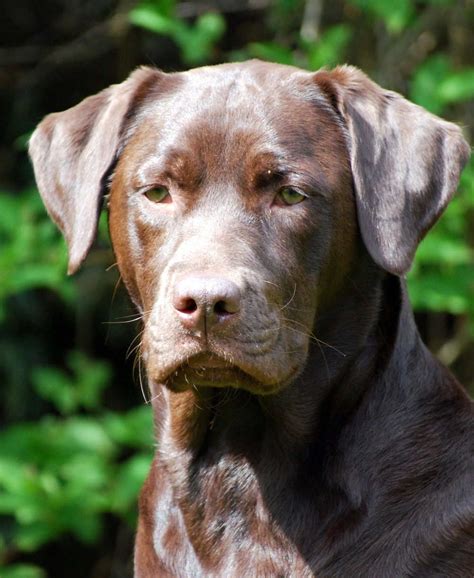 brown lab dog