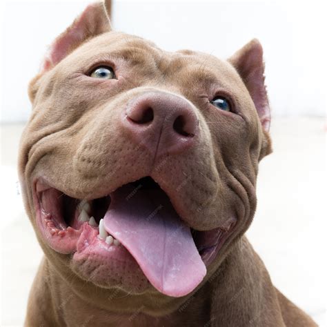 brown pitbull