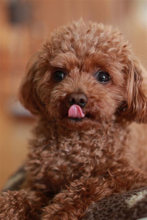 brown poodle puppy