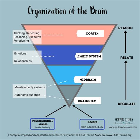 bruce perry diagram of brain PDF