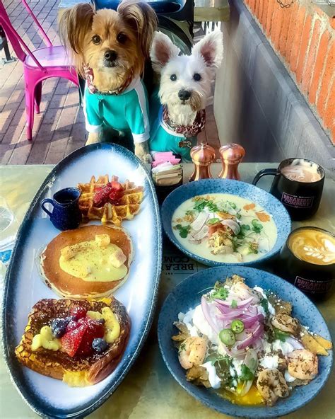 brunch dog friendly near me