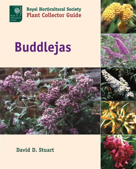 buddlejas royal horticultural society plant collector guide PDF