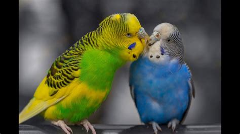 budgies talking