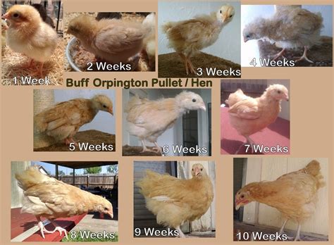 Buff Orpington Growth Chart
