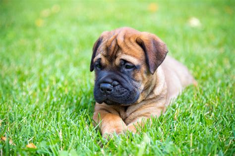 bull mastiff puppies