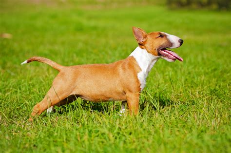 bulldog and bull terrier