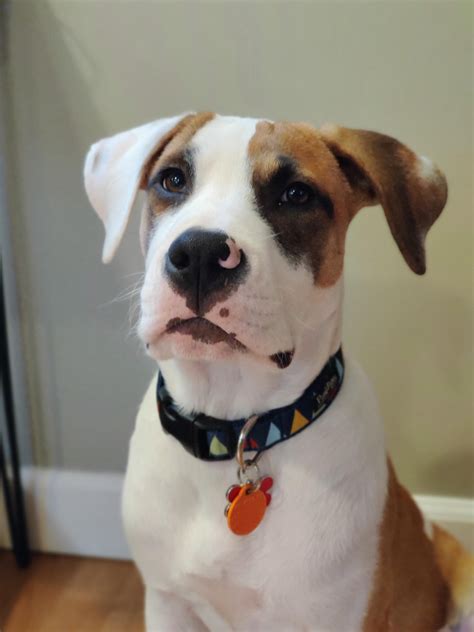 bulldog boxer mix dog