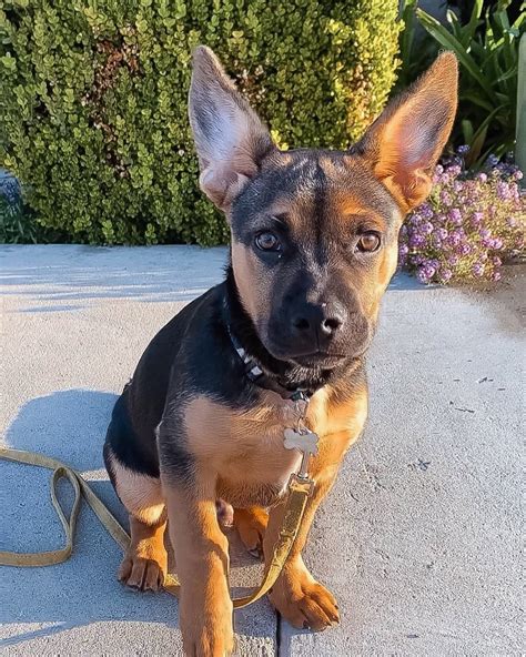 bulldog german shepherd mix