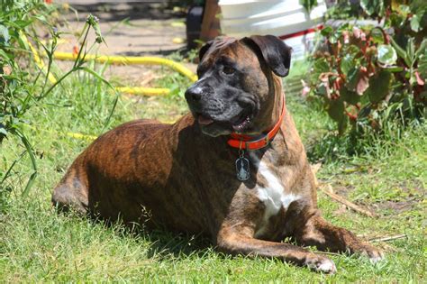 bullmastiff mixed with boxer