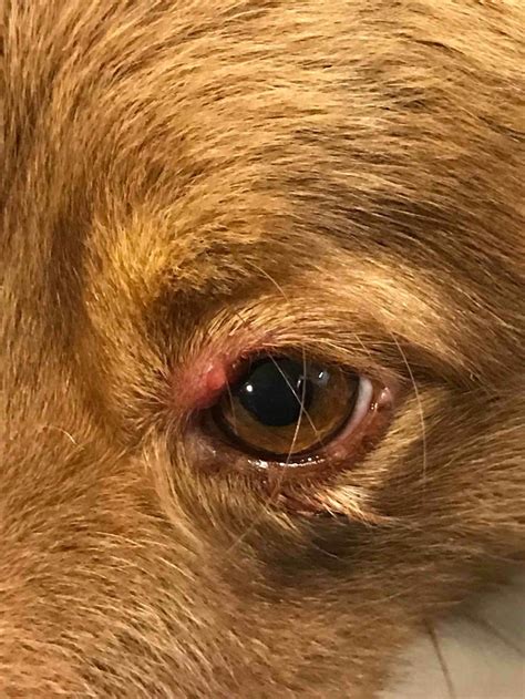 bump on dog's eyelid