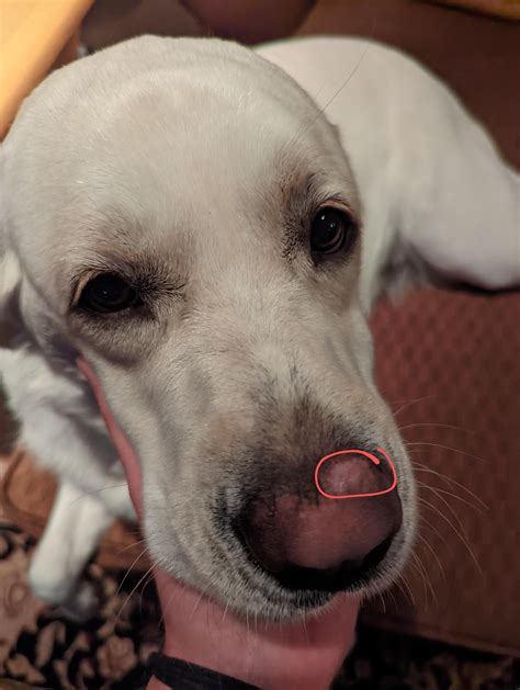 bumps on a dog's nose