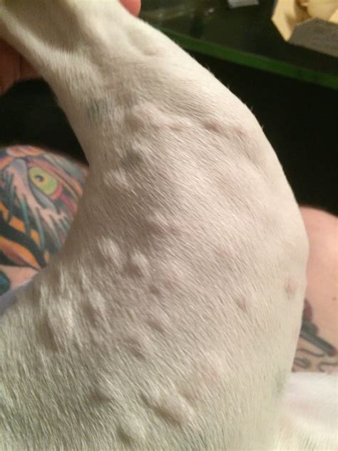 bumps on dog allergic reaction