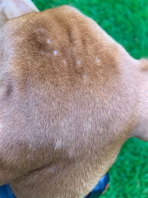 bumps on dogs head